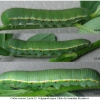 colias croceus larva5 volg1